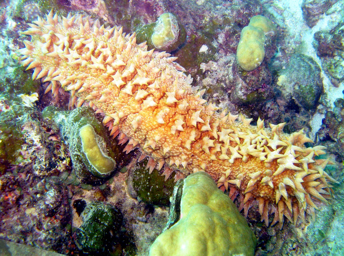Pineapple Sea Cucumber - Thelenota ananas