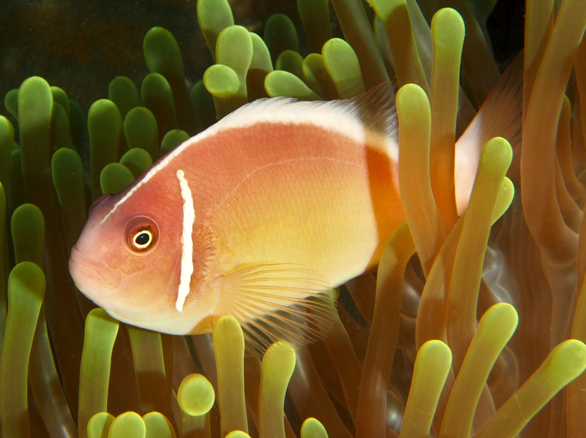 Pink Anemonefish - Amphiprion perideraion