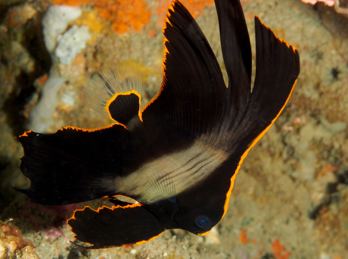 Pinnate Spadefish - Platax pinnatus