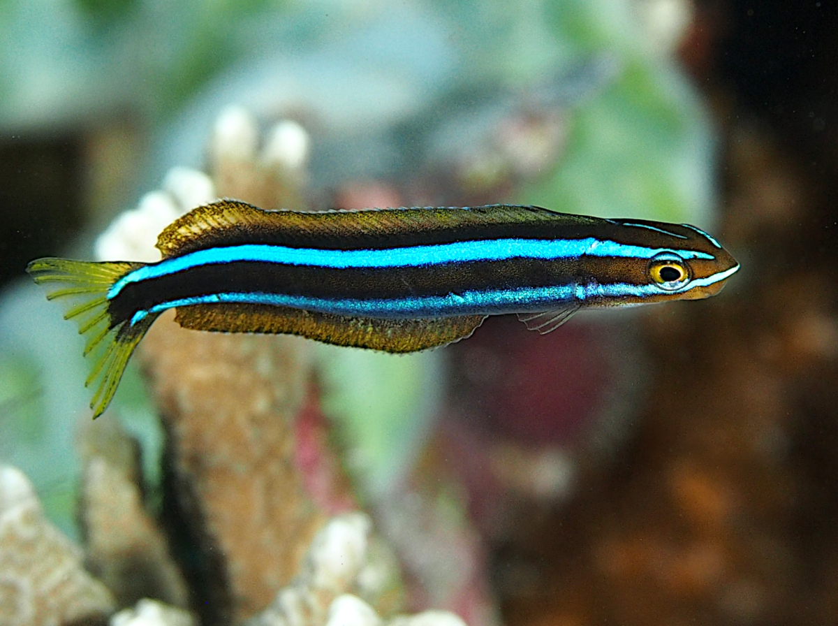 Bluestriped Fangblenny - Plagiotremus rhinorhynchos