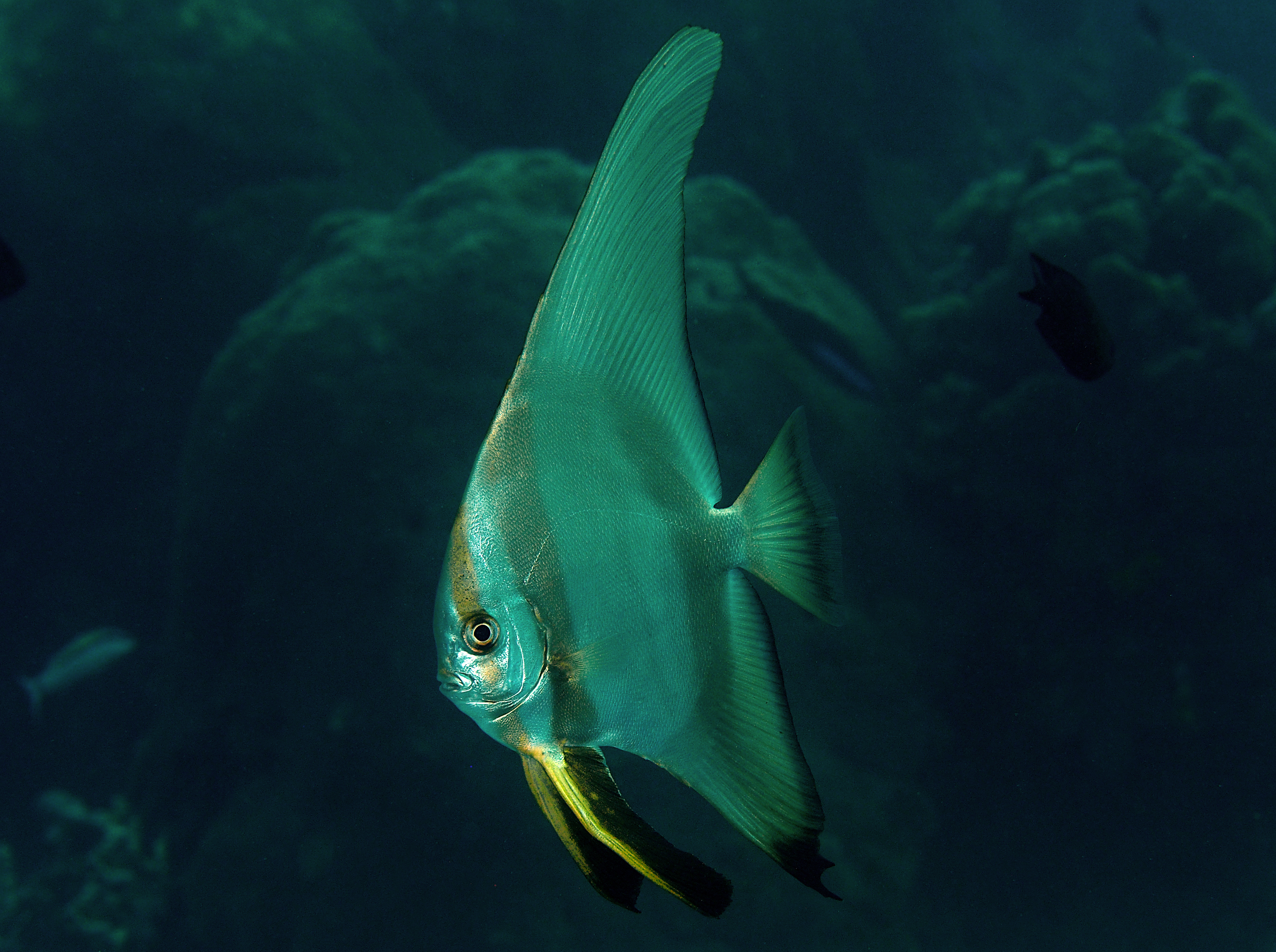 Golden spadefish - Platax boersii