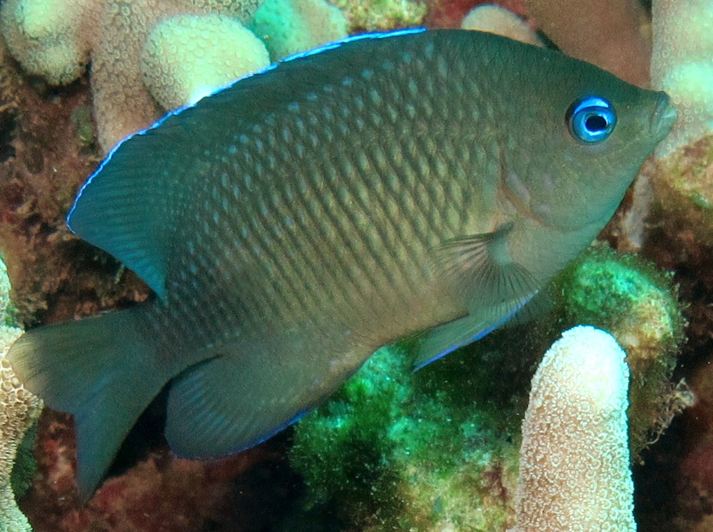 Johnston Damselfish - Plectroglyphidodon johnstonianus