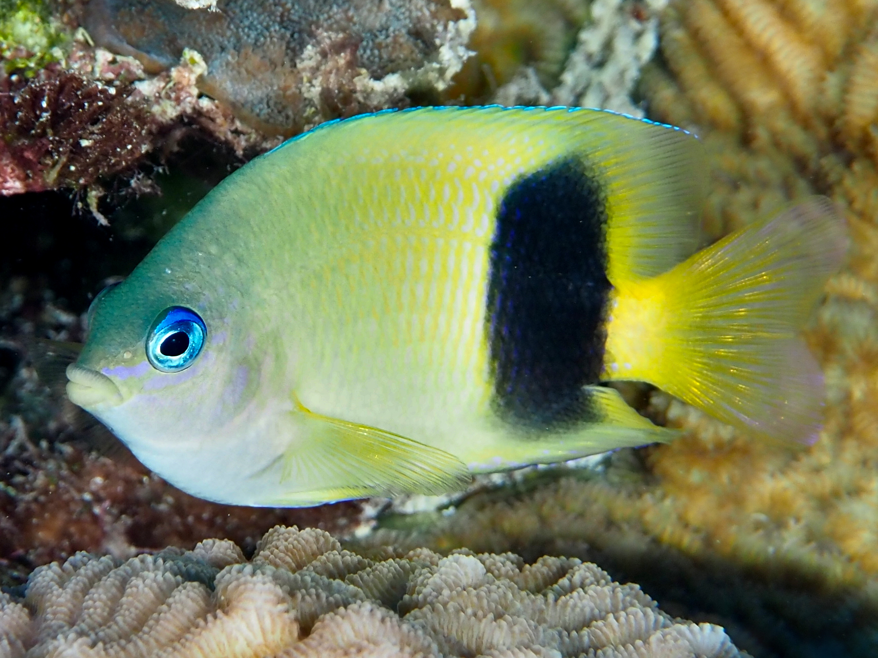 Johnston Damselfish - Plectroglyphidodon johnstonianus