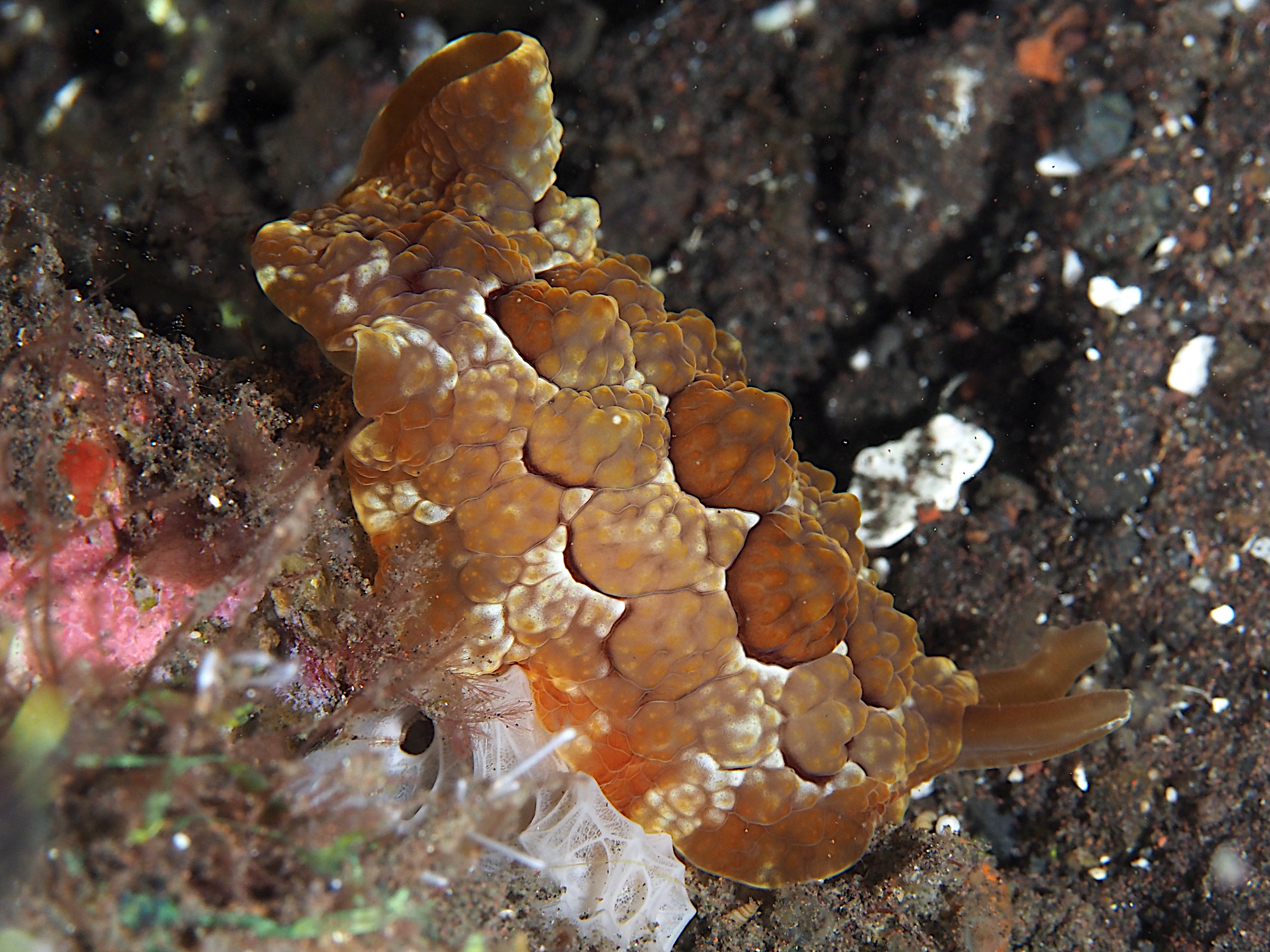 Forskal's Pleurobranch - Pleurobranchus forskalii