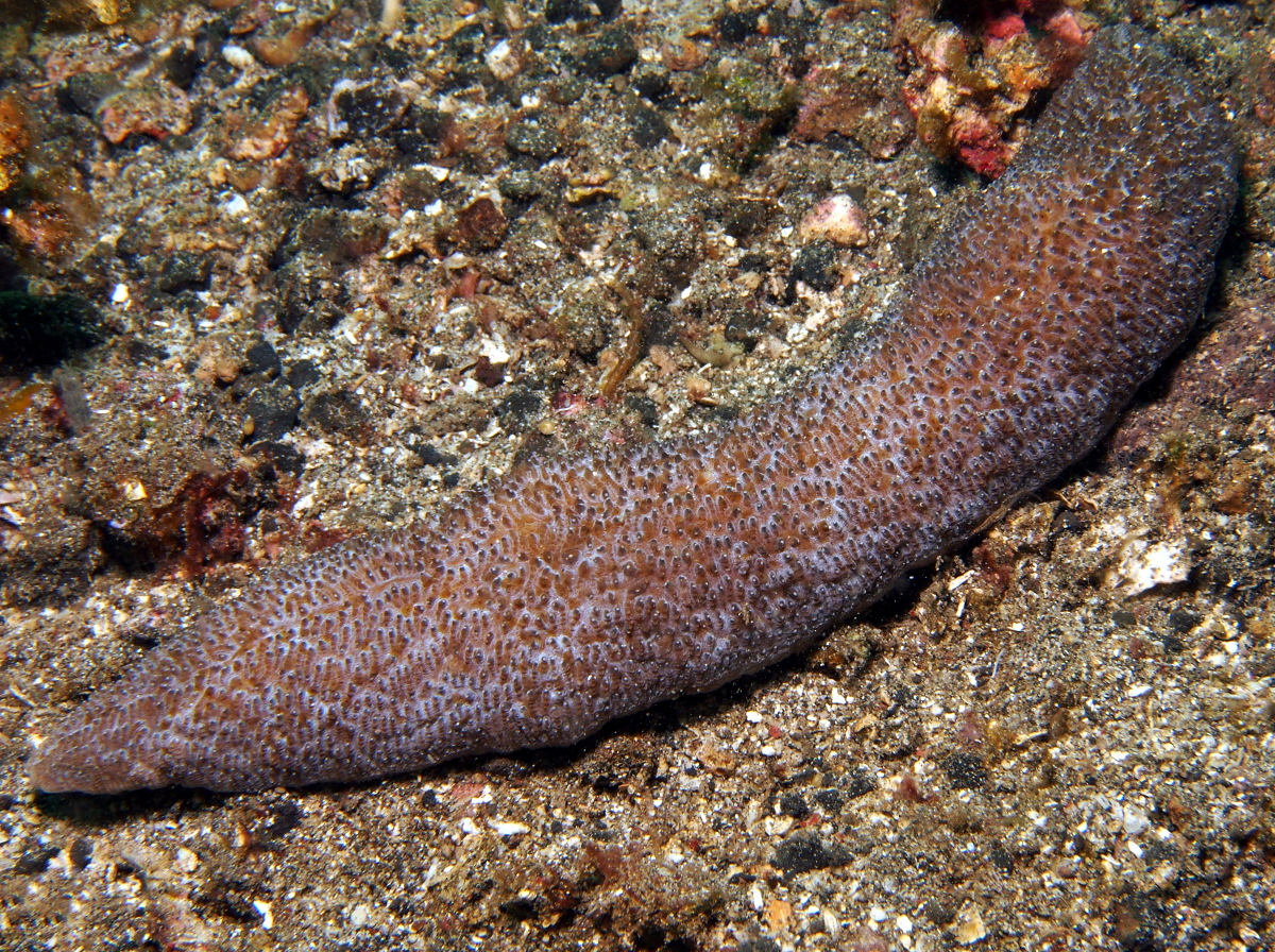 Polyphyllia talpina - Polyphyllia talpina