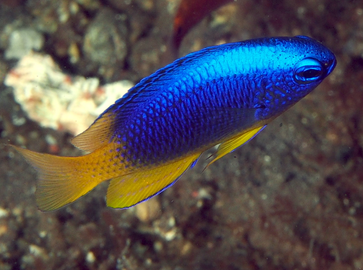 Neon Damselfish - Pomacentrus coelestis - Bali, Indonesia