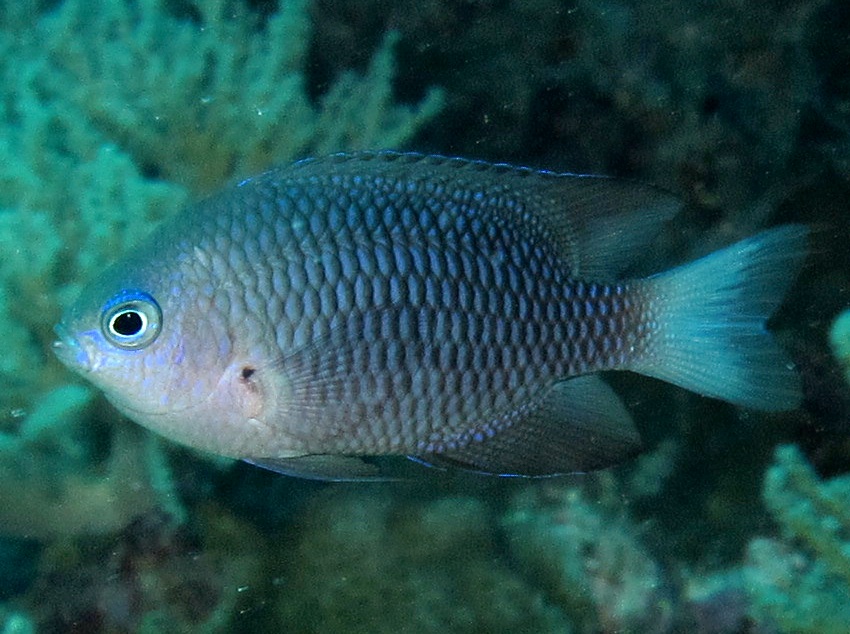 Reid's Damselfish - Pomacentrus reidi