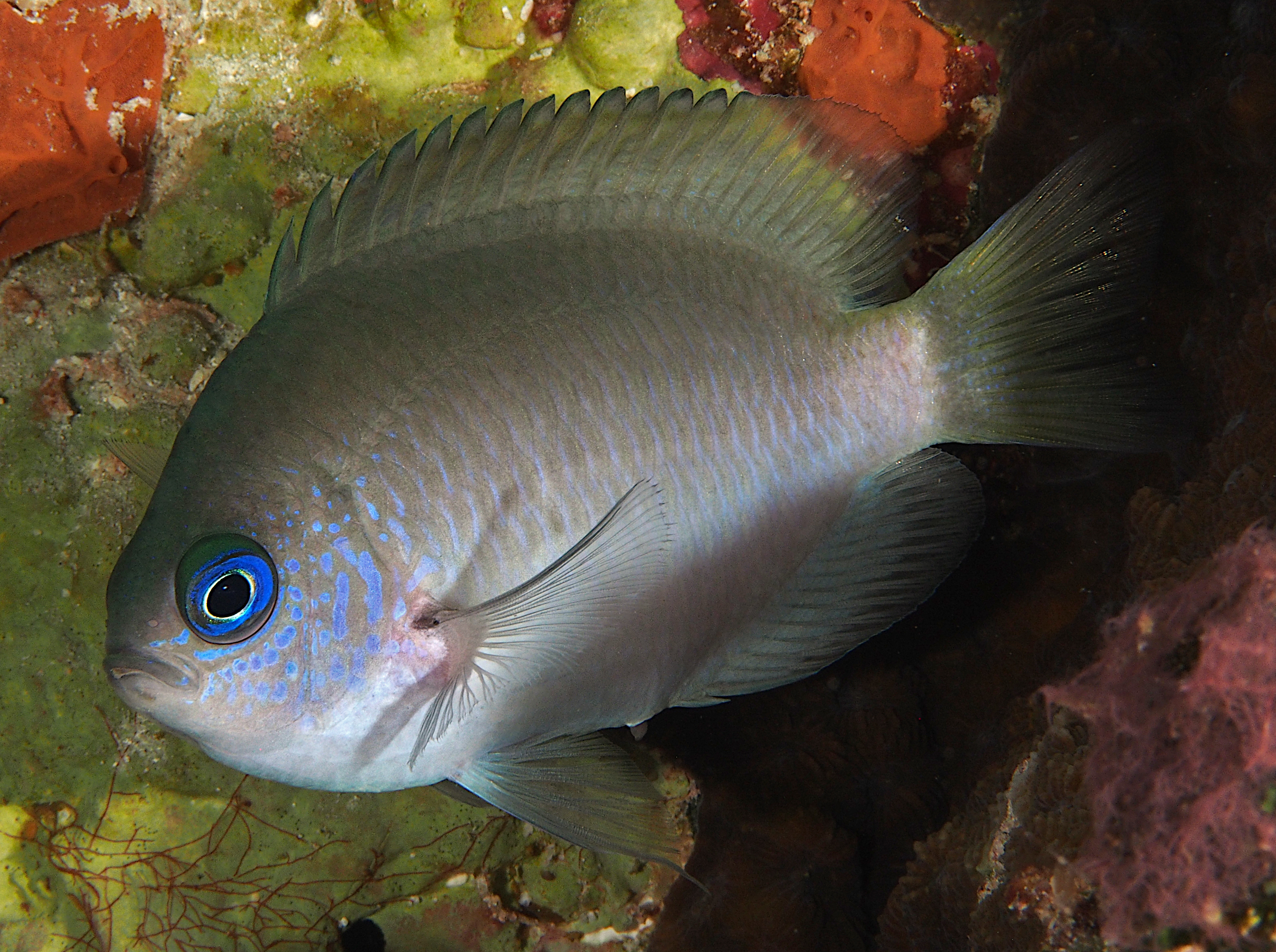 Reid's Damselfish - Pomacentrus reidi