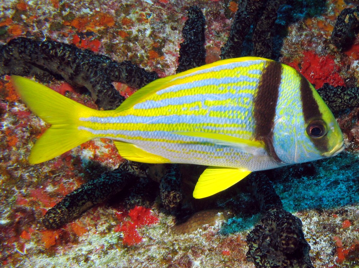 Porkfish - Anisotremus virginicus