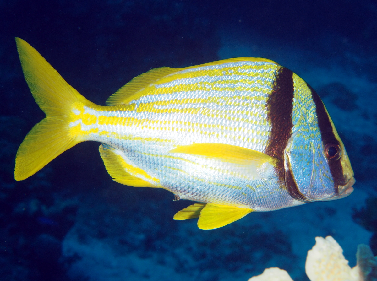 Porkfish - Anisotremus virginicus