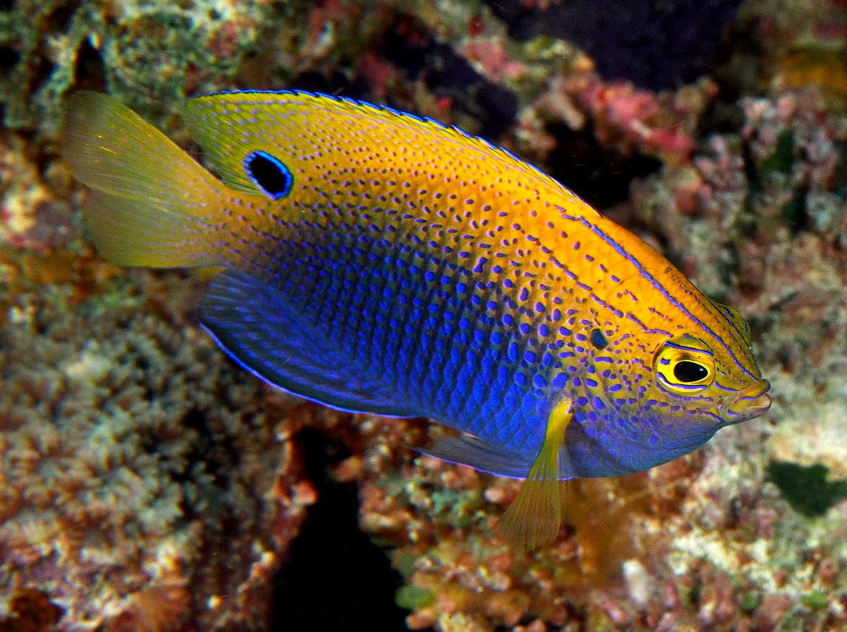 Princess Damselfish - Pomacentrus vaiuli