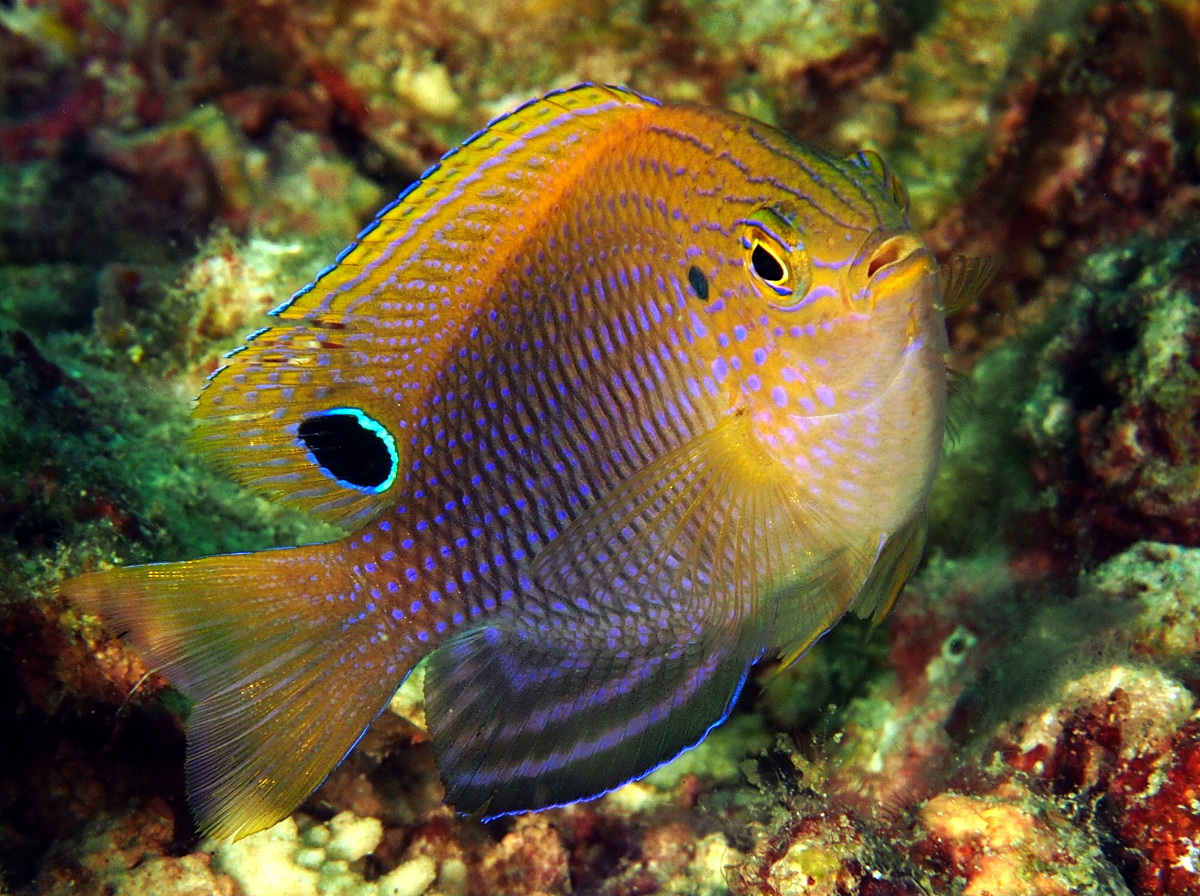 Princess Damselfish - Pomacentrus vaiuli