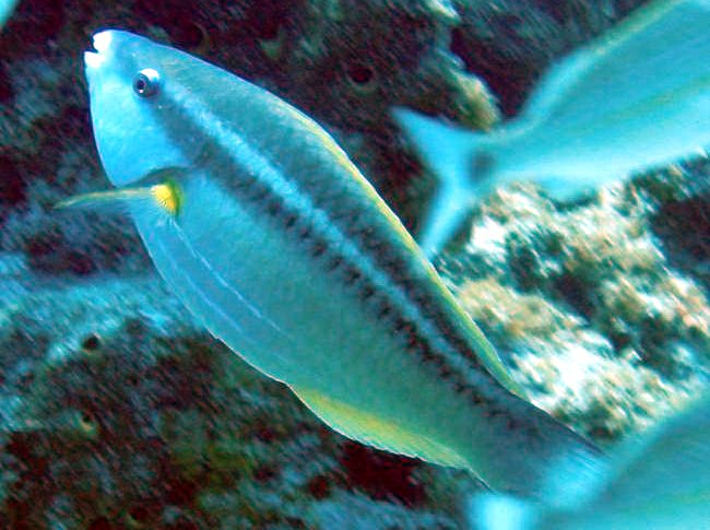 Princess Parrotfish - Scarus taeniopterus