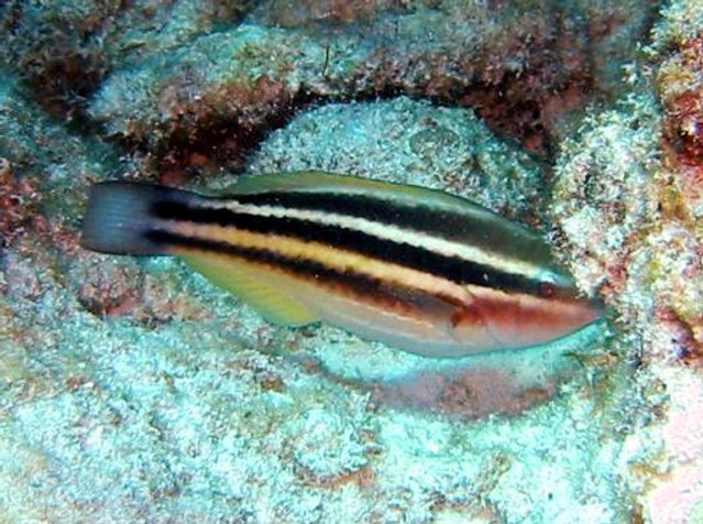 Princess Parrotfish - Scarus taeniopterus