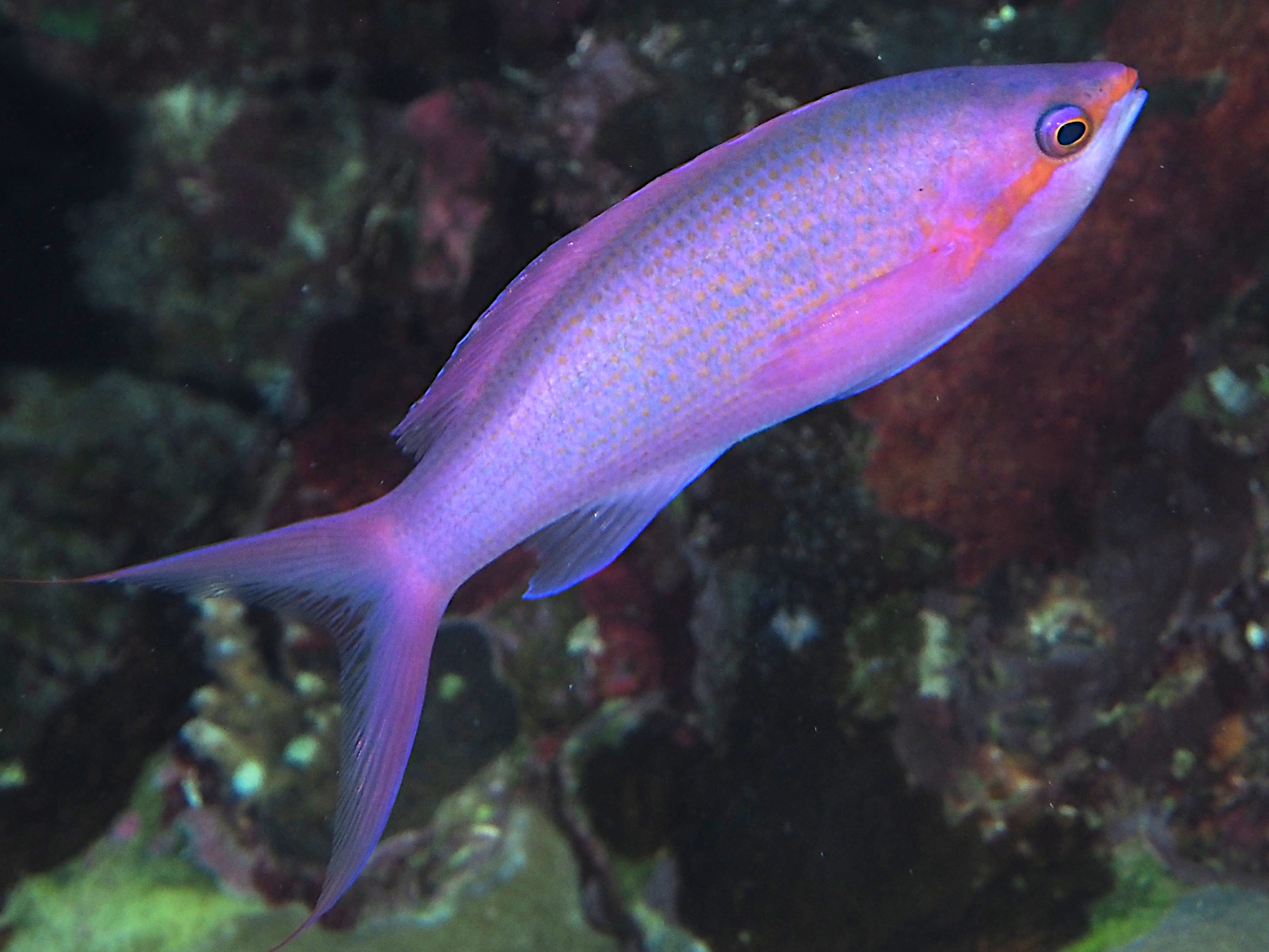 Purple Queen Anthias - Pseudanthias pascalus
