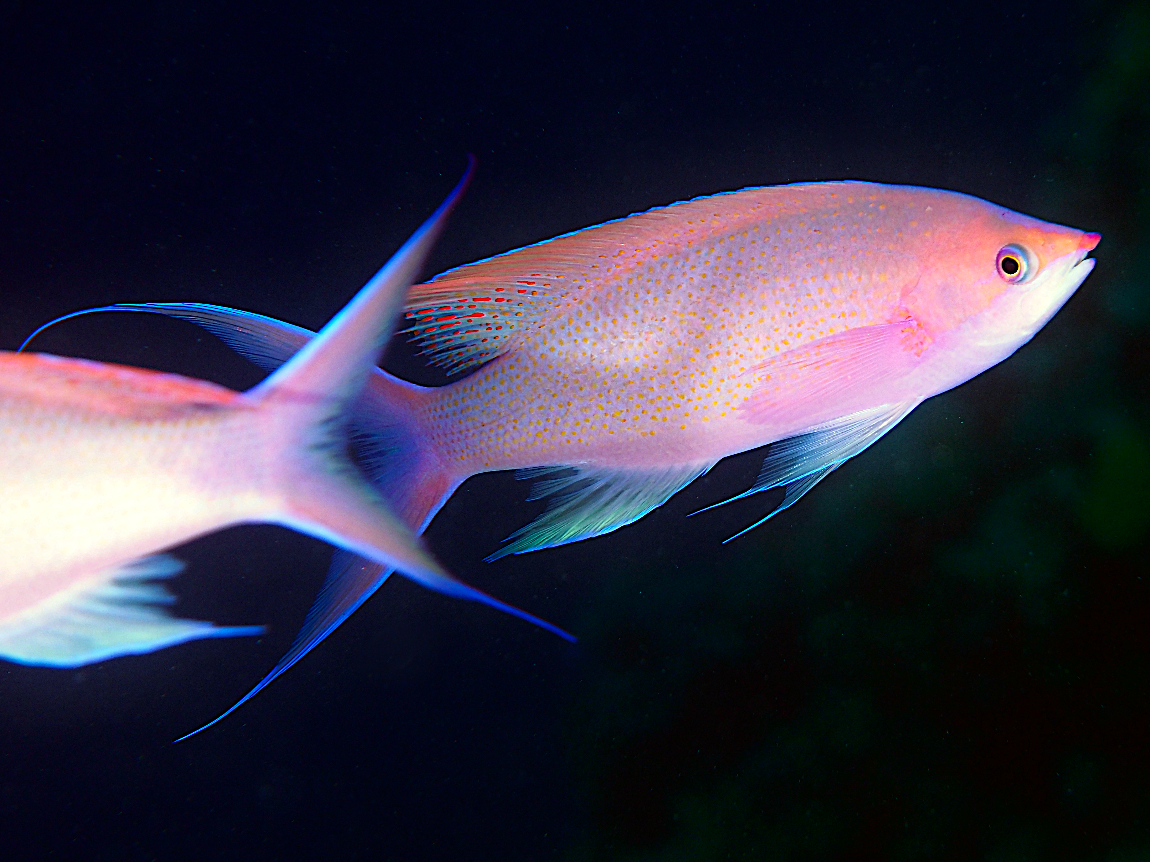 Purple Queen Anthias - Pseudanthias pascalus