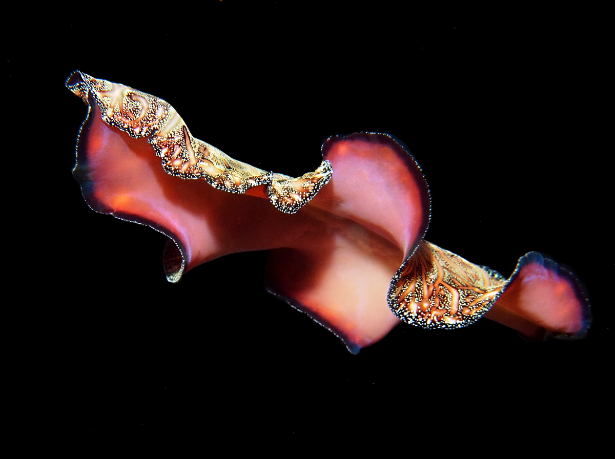 Persian Carpet Flatworm - Pseudobiceros bedfordi