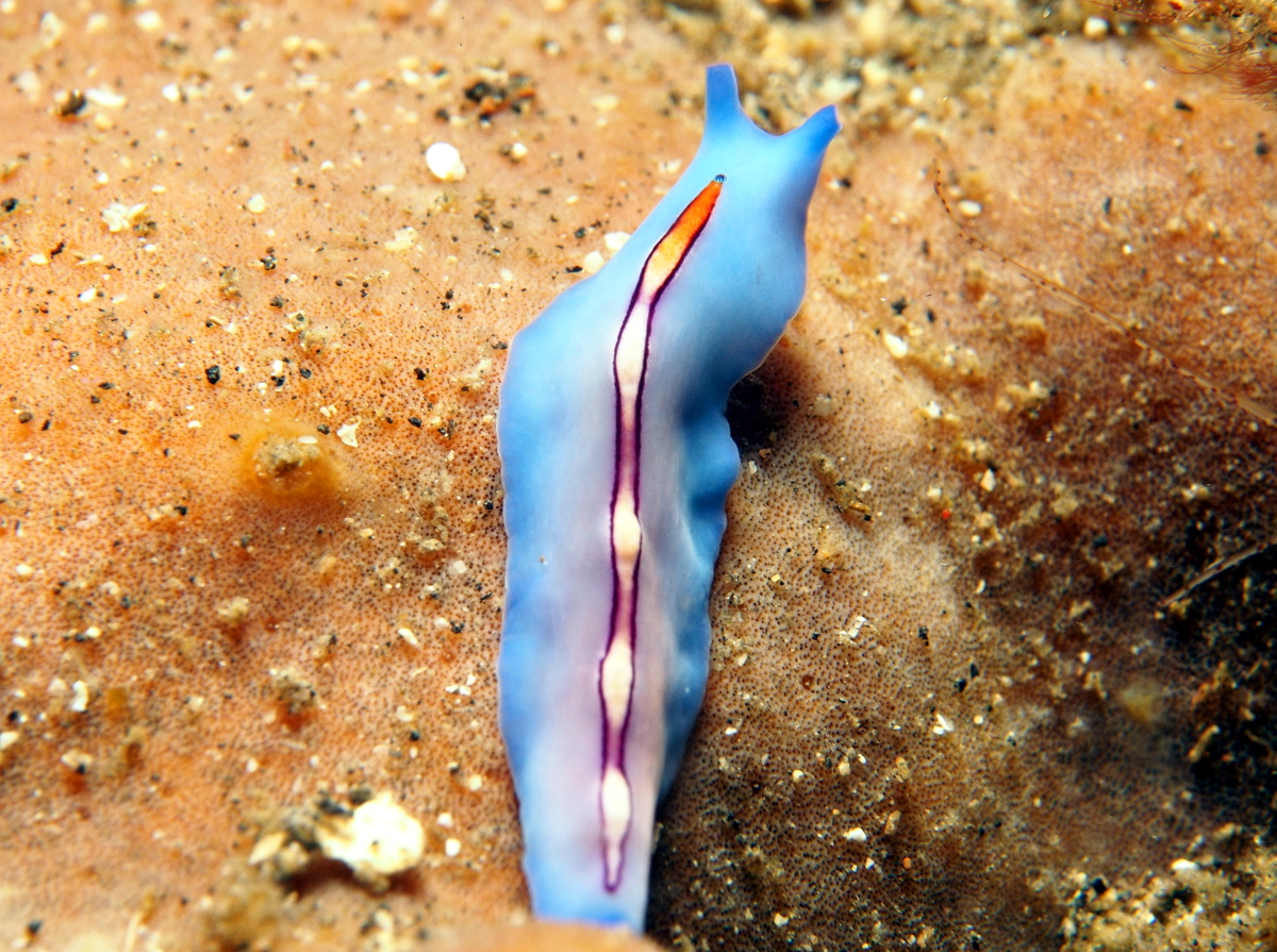 Racing Stripe Flatworm - Pseudoceros bifurcus