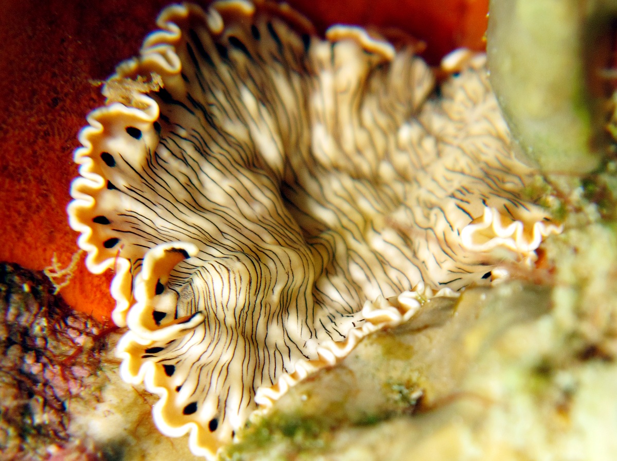 Lined Flatworm - Maritigrella crozierae
