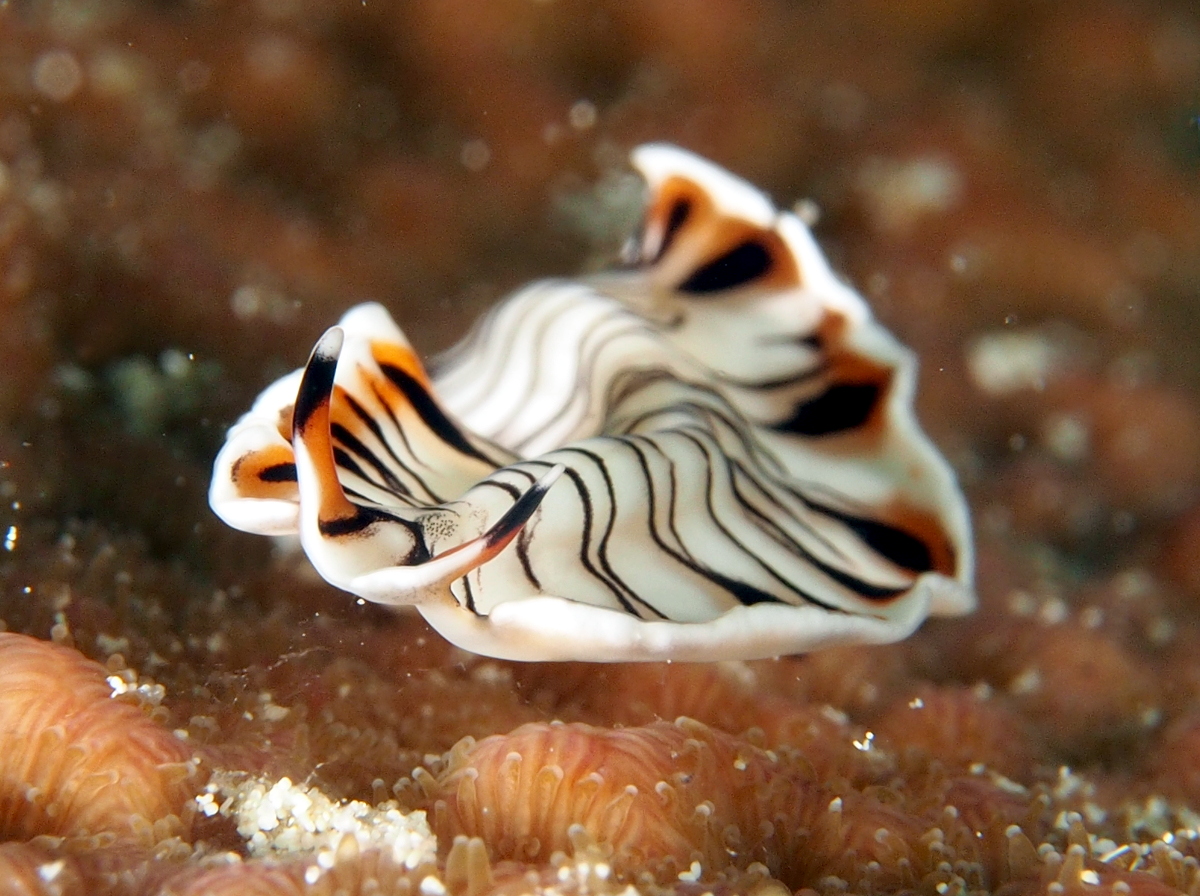 Lined Flatworm - Maritigrella crozierae
