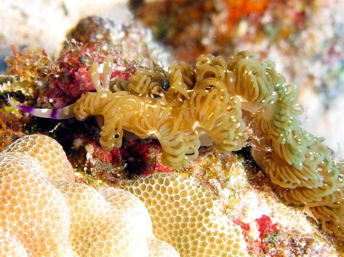 Blue Dragon Nudibranch - Pteraeolidia ianthina