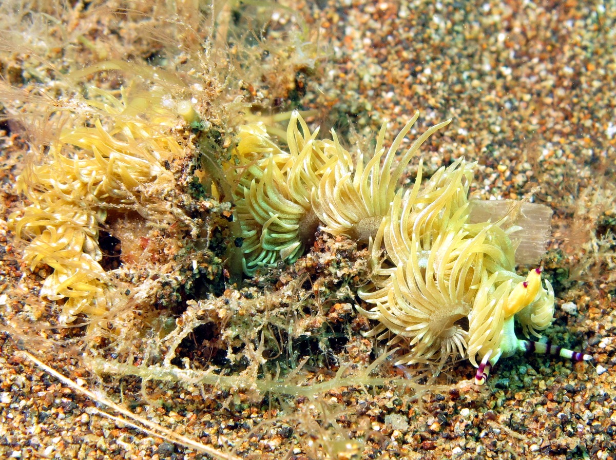 Blue Dragon Nudibranch - Pteraeolidia ianthina