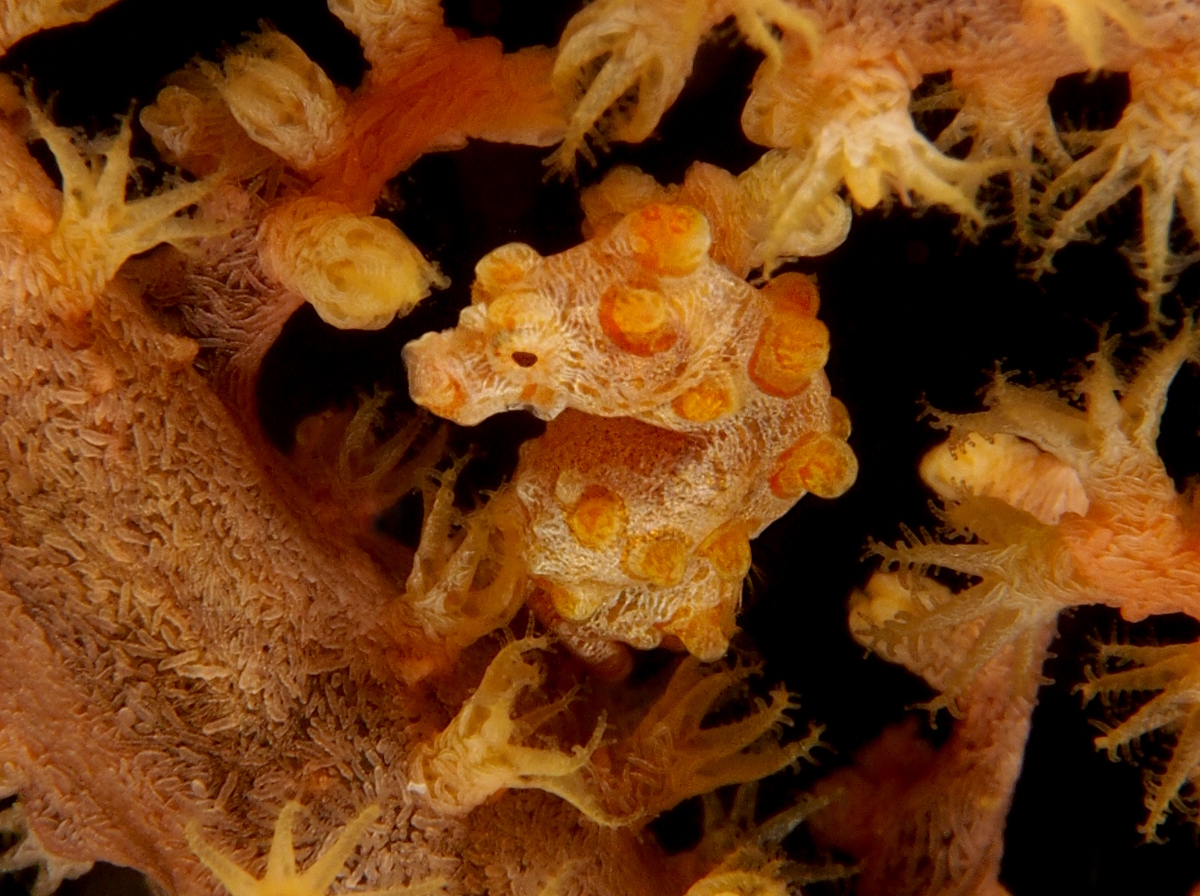 Pygmy Seahorse - Hippocampus bargibanti