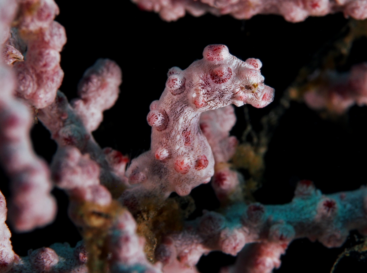 Pygmy Seahorse - Hippocampus bargibanti