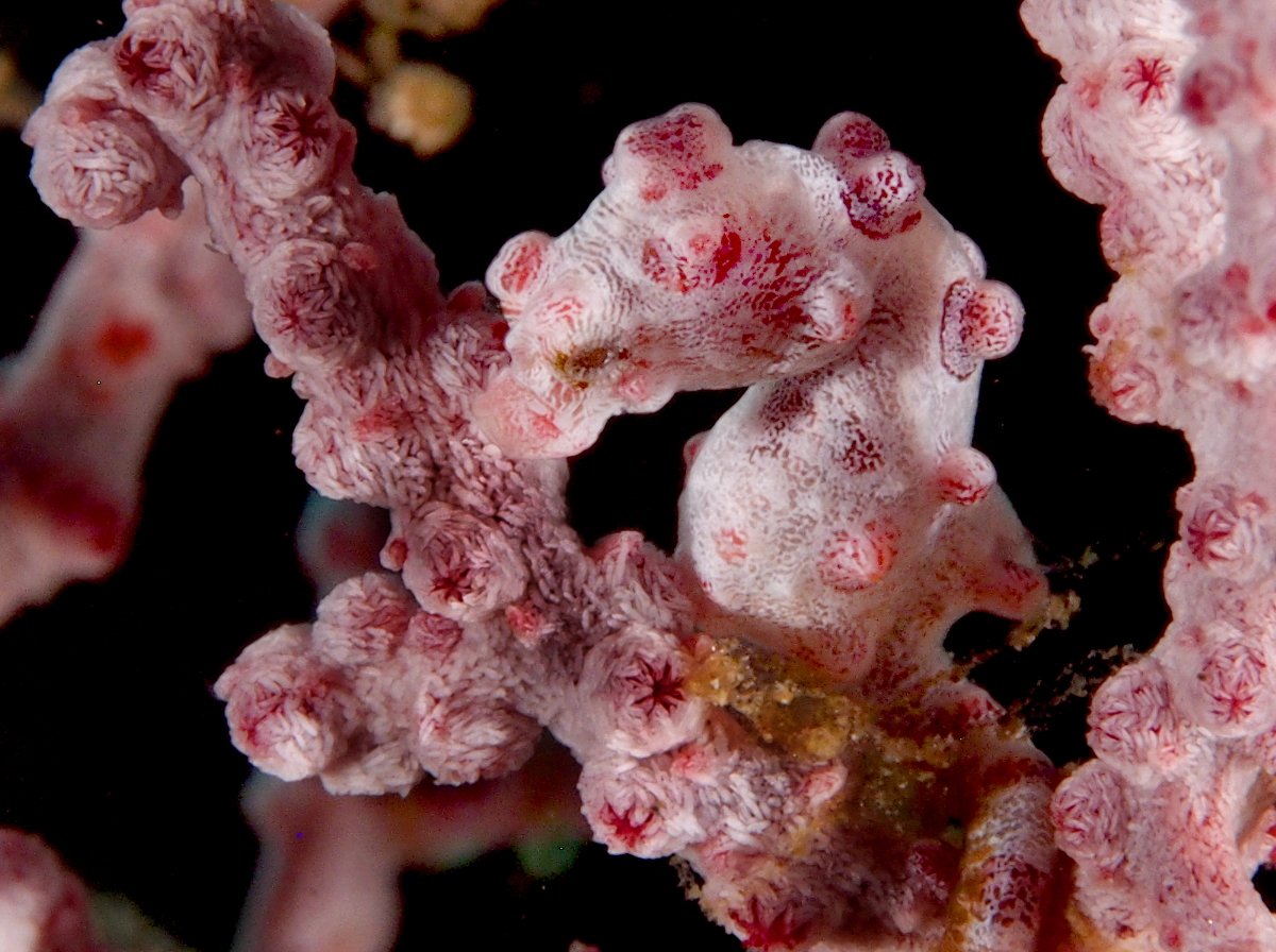 Pygmy Seahorse - Hippocampus bargibanti