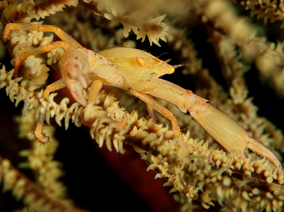 Crowned Coral Crab - Quadrella coronata - Bali, Indonesia