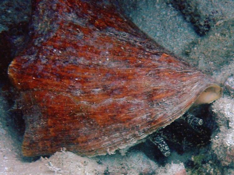Queen Conch - Strombus gigas