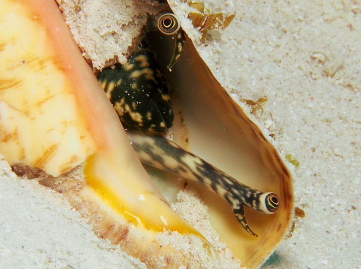 Queen Conch - Strombus gigas