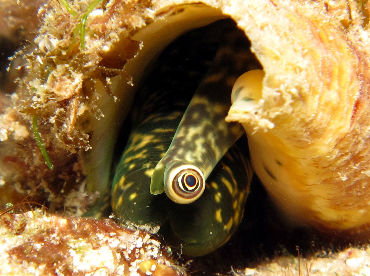 Queen Conch - Strombus gigas