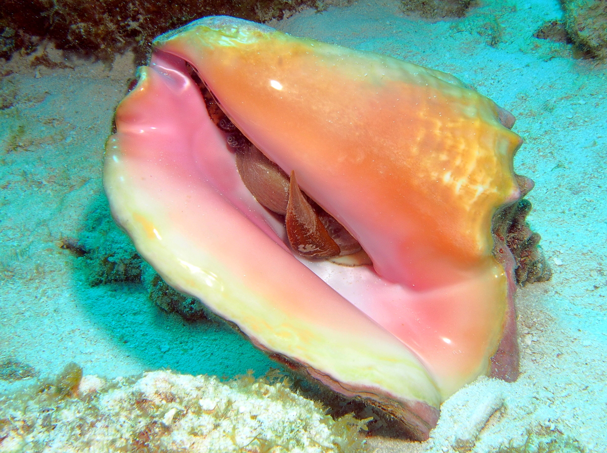 Queen Conch - Strombus gigas