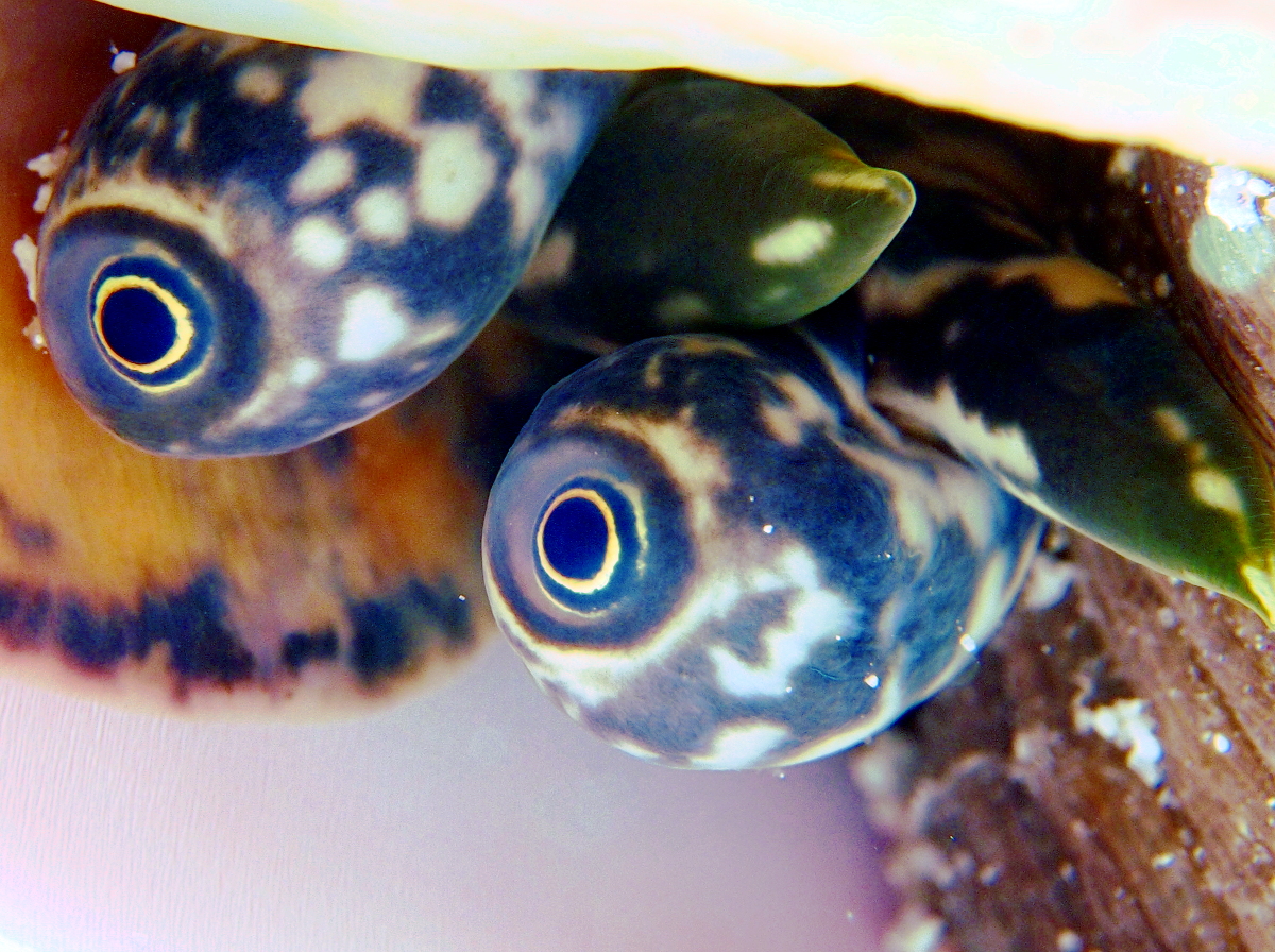 Queen Conch - Strombus gigas