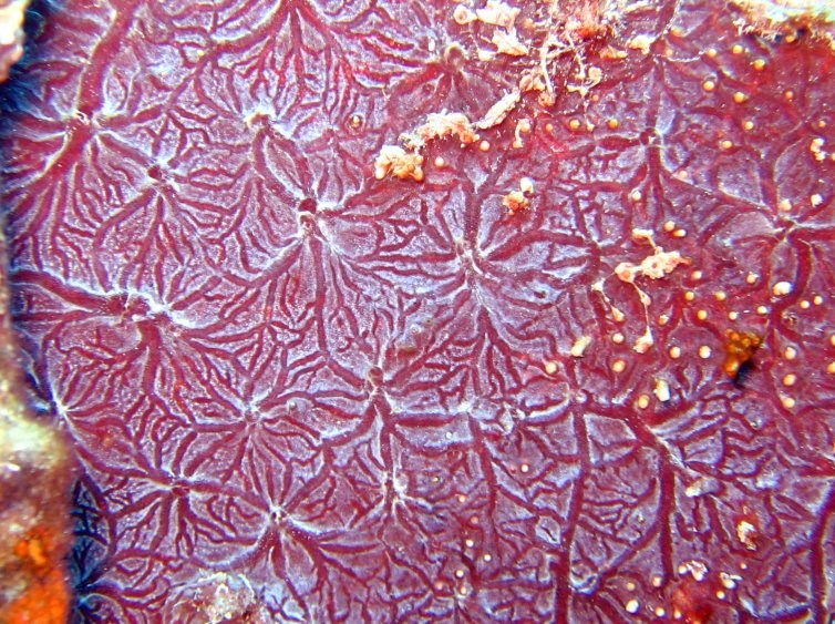 Red Encrusting Sponge - Monanchora barbadensis