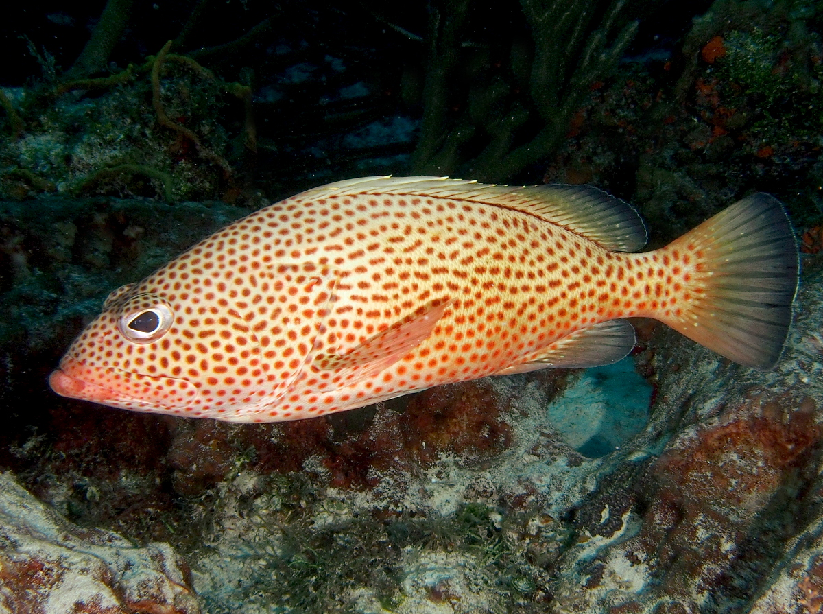 Red Hind - Epinephelus guttatus