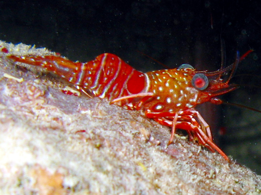 Red Night Shrimp - Cinetorhynchus manningi