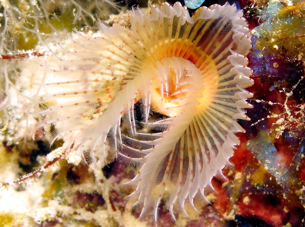 Red-Spotted Horseshoe Worm - Protula sp.