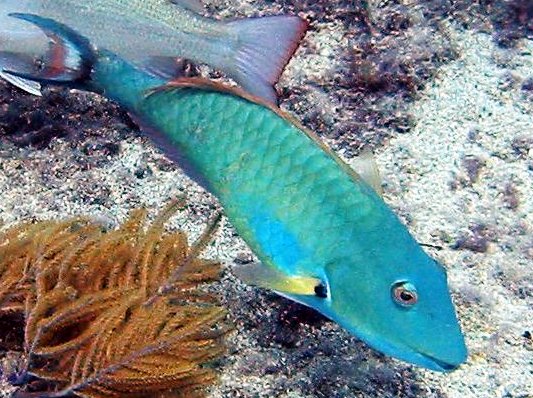 Redtail Parrotfish - Sparisoma chrysopterum