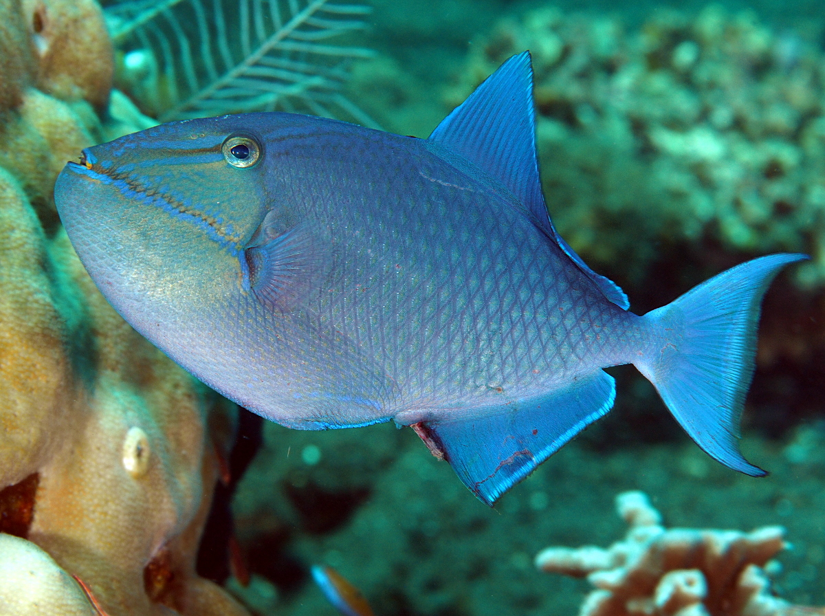Redtoothed Triggerfish - Odonus niger