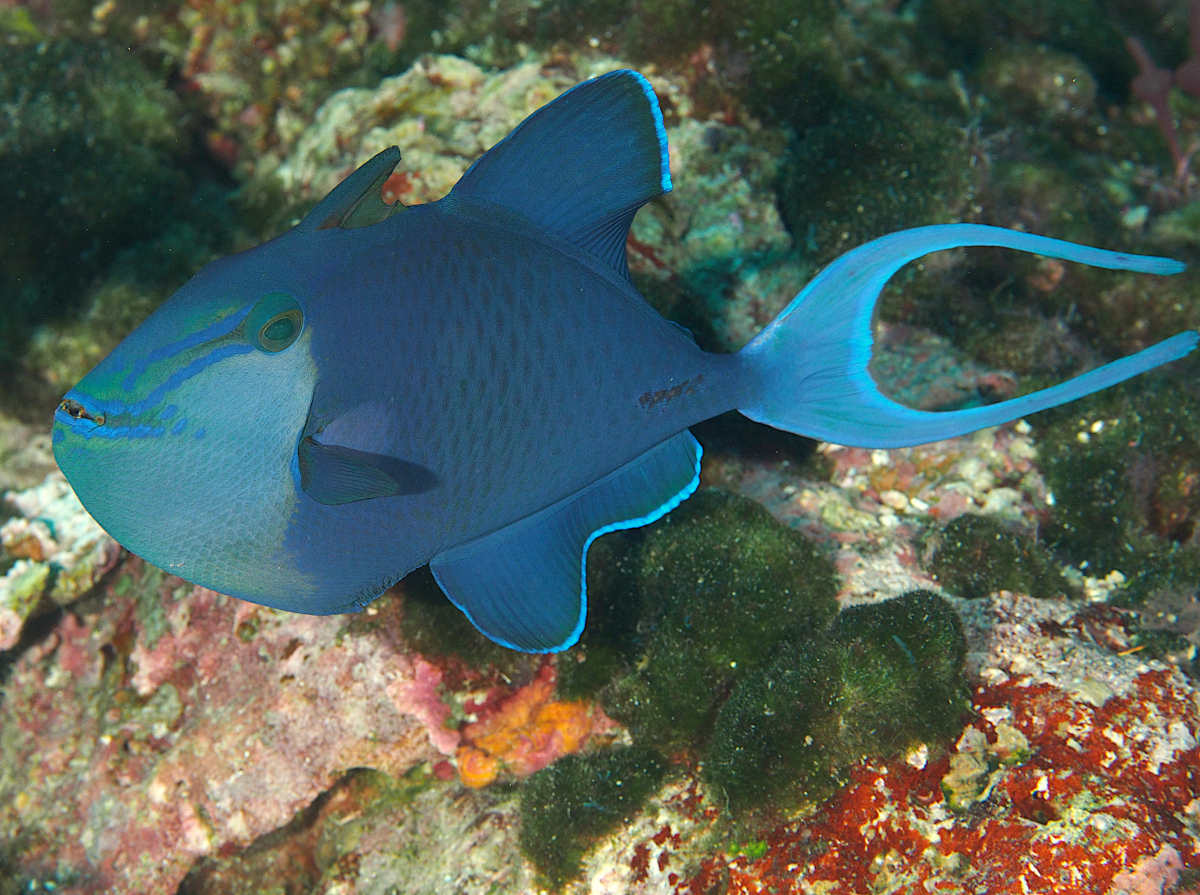 Redtoothed Triggerfish - Odonus niger