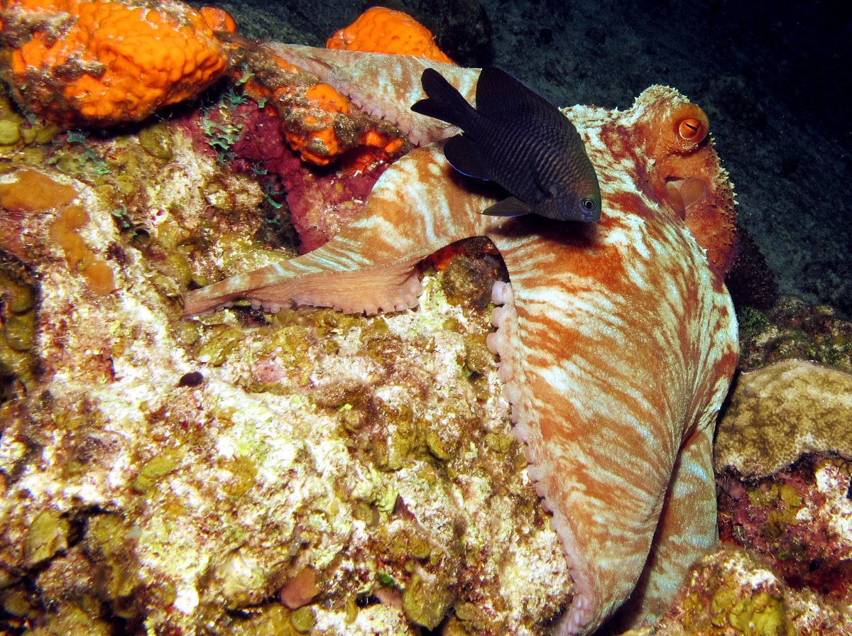 Caribbean Reef Octopus - Octopus briareus