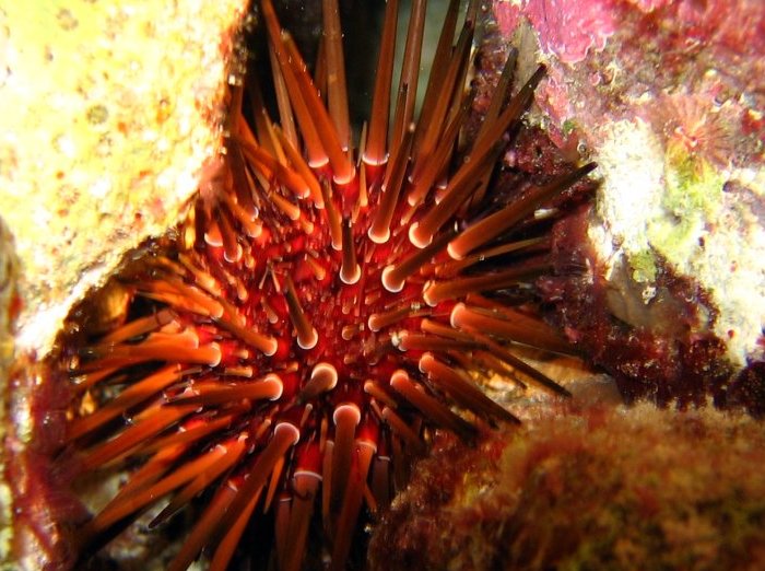 Reef Urchin - Echnometra viridis