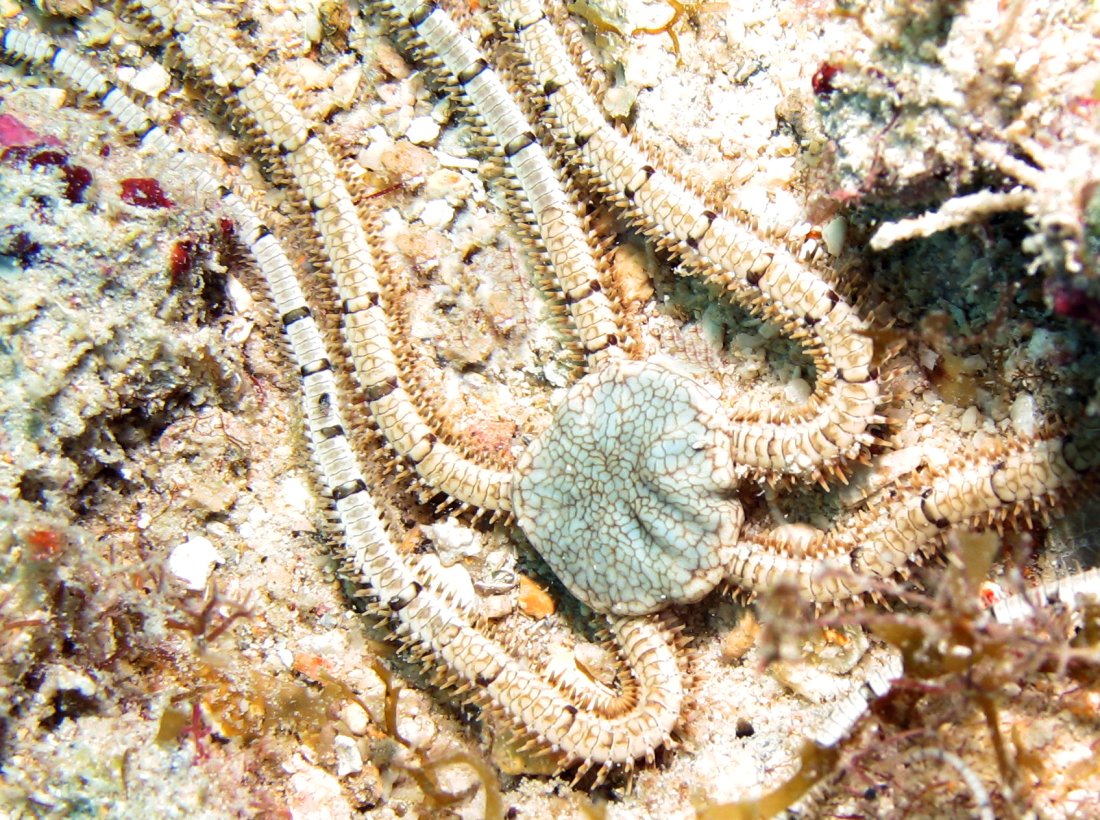 Reticulated Brittle Star - Ophiothrix reticulata