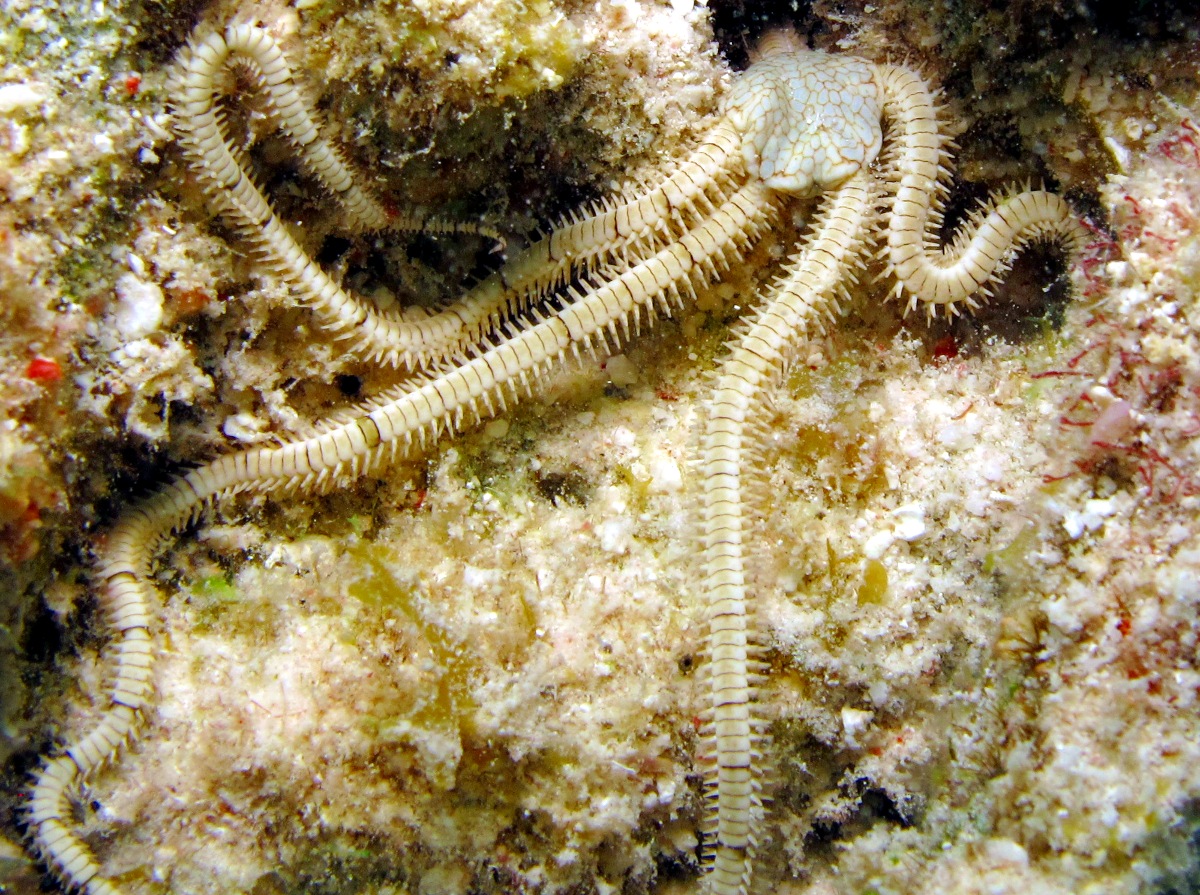 Reticulated Brittle Star - Ophiothrix reticulata