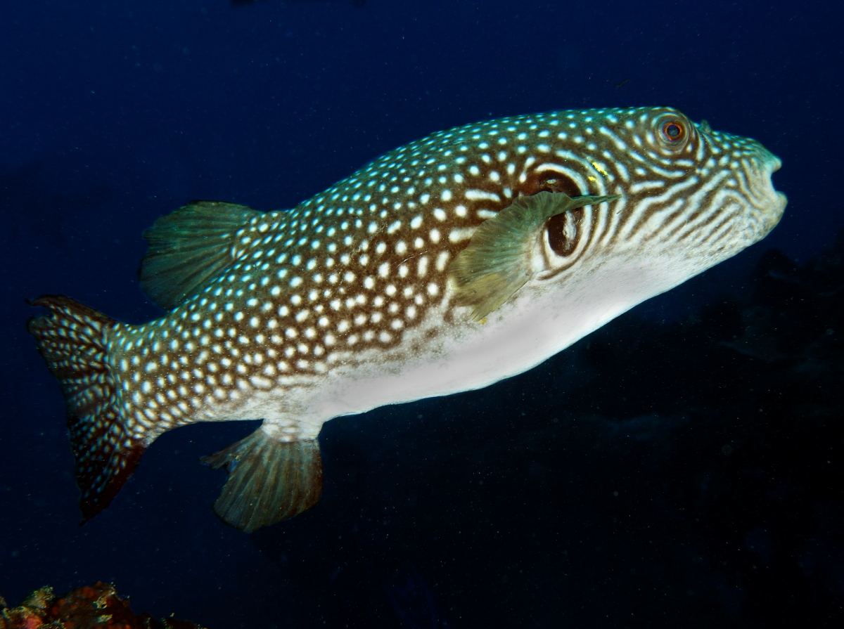 Reticulated pufferfish - Arothron reticularis