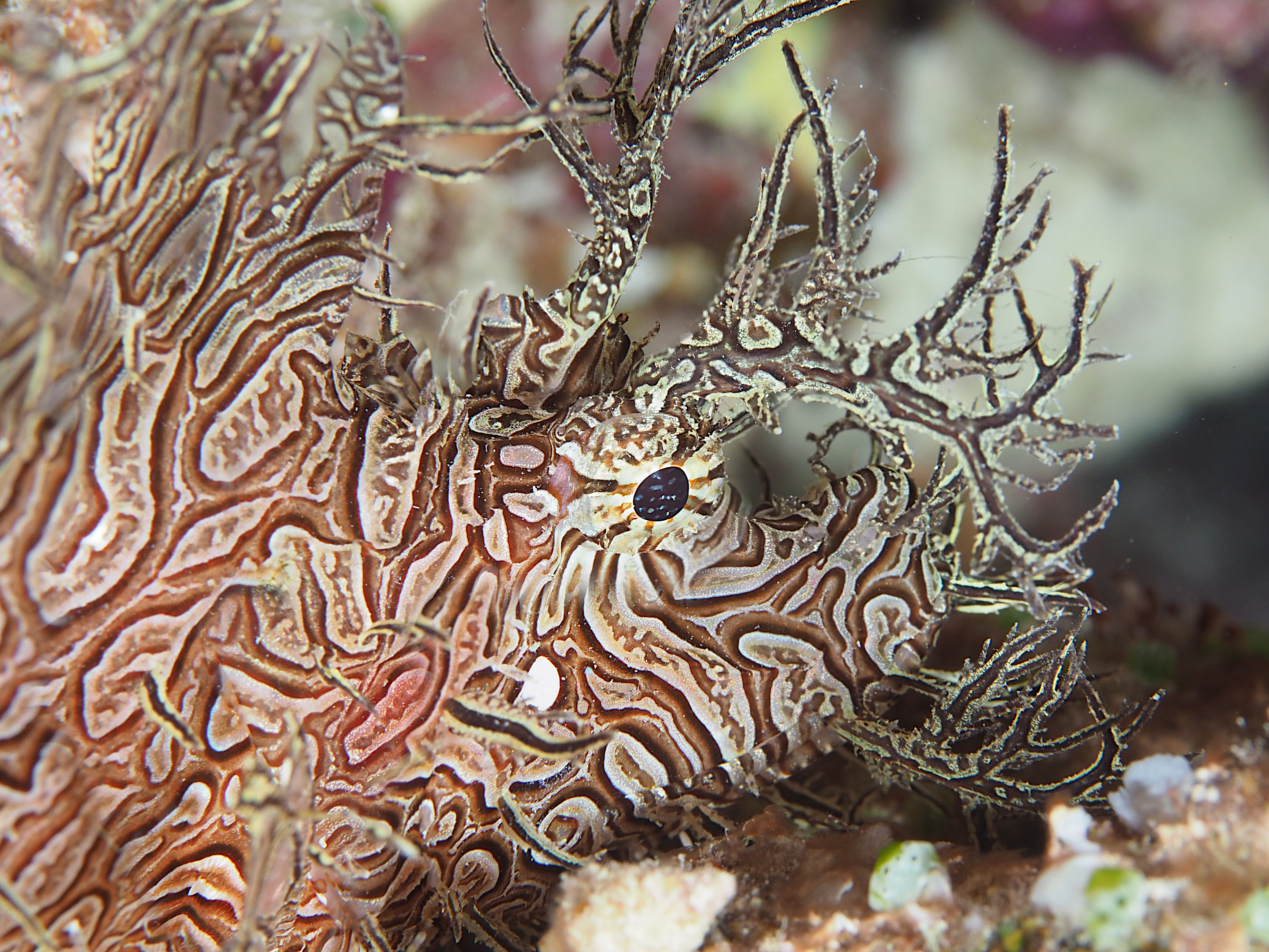 Lacy Scorpionfish - Rhinopias aphanes