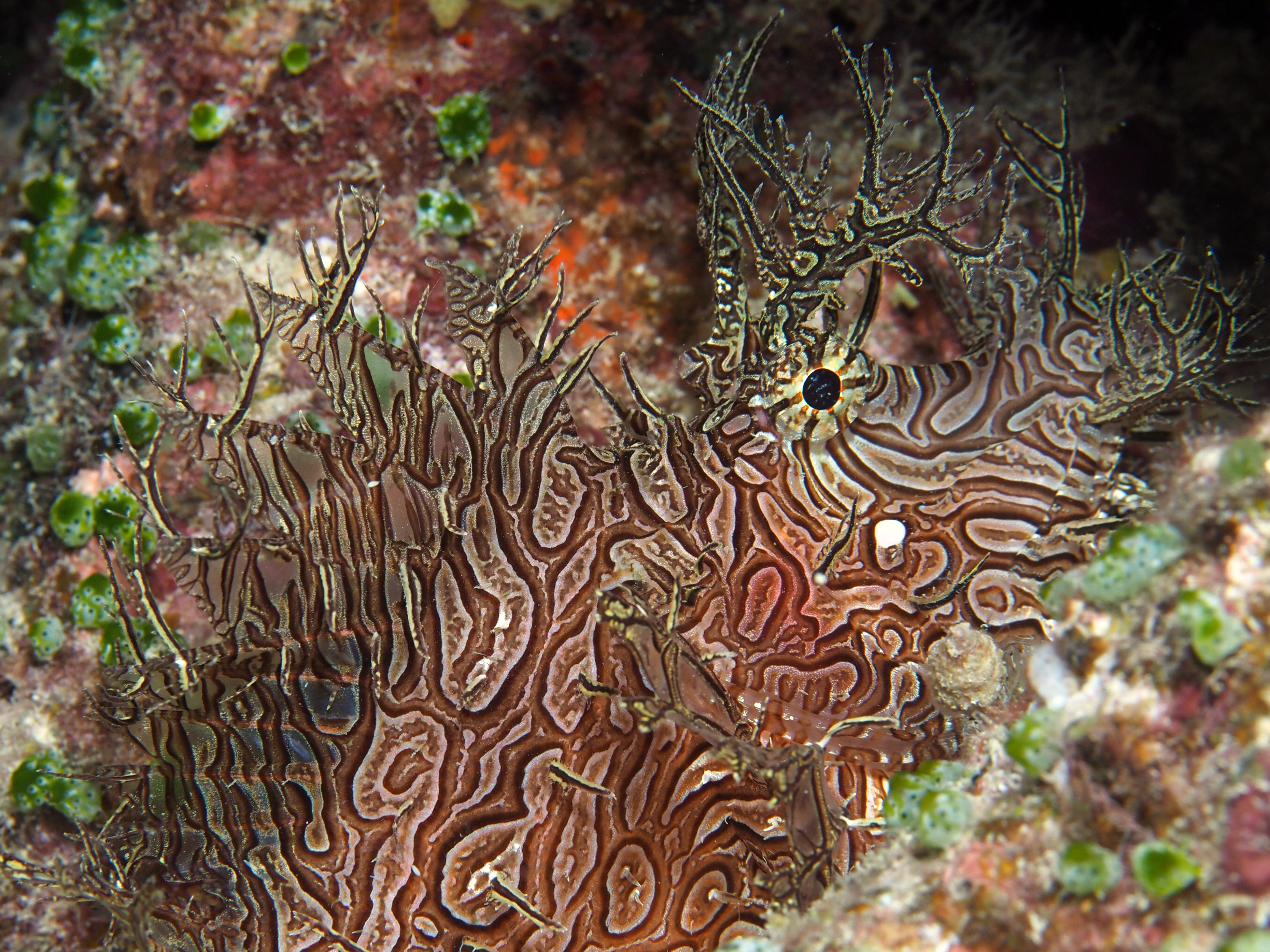 Lacy Scorpionfish - Rhinopias aphanes