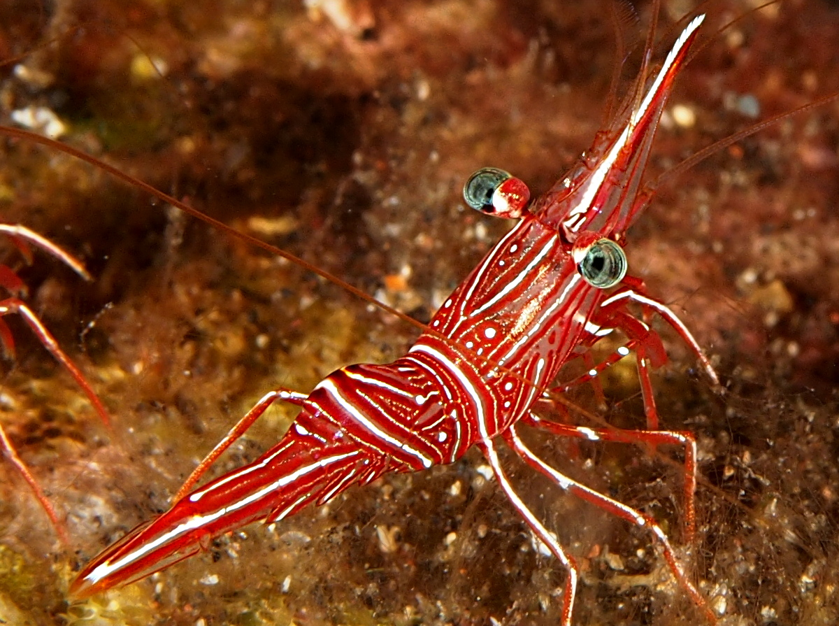 Dancing Shrimp - Rhynchocinetes durbanensis